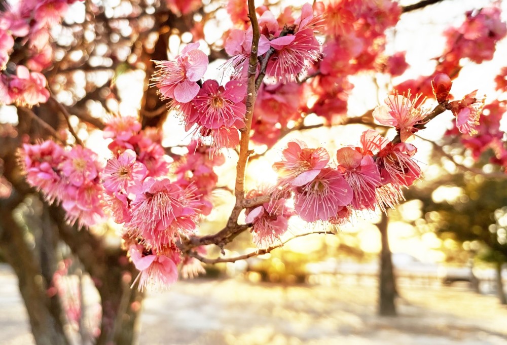 明るい夕日に照らされた梅の花